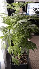 Floraison  28 (12)