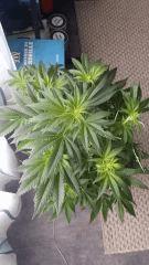 Floraison  17 (1)