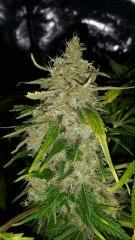 Floraison  69 (8)