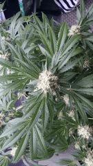 Floraison  48 (12)