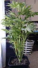 Floraison  20 (2)