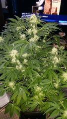 Floraison  42 (1)