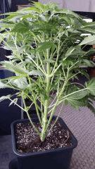 Floraison  21 (22)