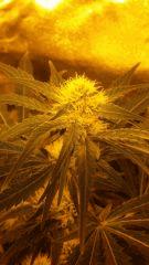 Floraison  30 (10)