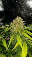 Floraison  67 (8)