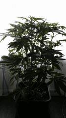 Floraison  16 (12)