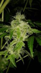 Floraison  52 (17)