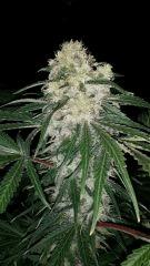 Floraison  48 (20)