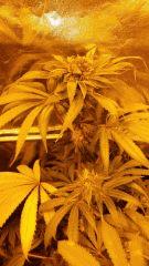 Floraison  60 (3)