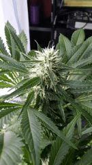 Floraison  48 (8)