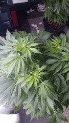 Floraison  29 (8)