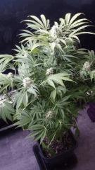 Floraison  51 (16)