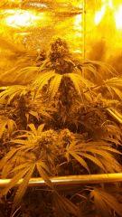 Floraison  59 (6)