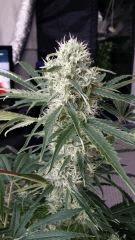 Floraison  46 (21)