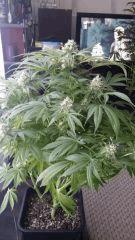 Floraison  54 (7)