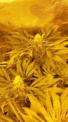 Floraison  49 (2)