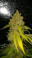 Floraison  69 (12)