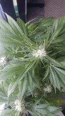 Floraison  56 (4)
