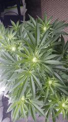 Floraison  23 (3)