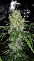 Floraison  57 (7)