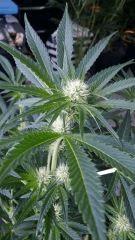 Floraison  25 (6)