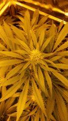 Floraison  40 (3)