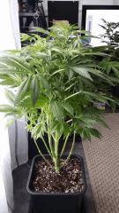 Floraison  28 (16)