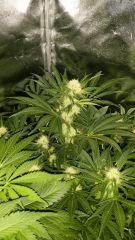 Floraison  33 (1)