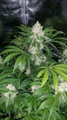 Floraison  57 (1)