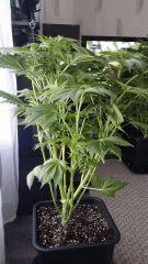 Floraison  24 (16)