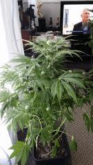 Floraison  35 (4)