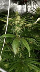 Floraison  44 (15)
