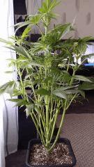 Floraison  21 (2)