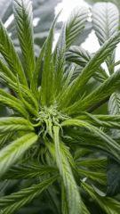 Floraison  21 (4)