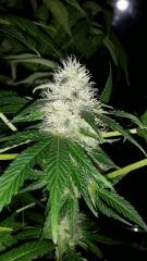 Floraison  51 (18)