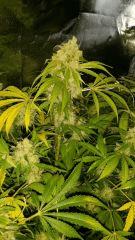 Floraison  62 (3)