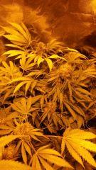 Floraison  60 (2)