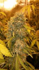 Floraison  68 (11)