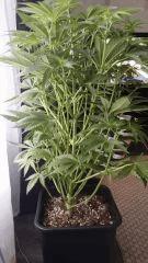 Floraison  19 (4)