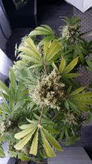 Floraison  70 (15)