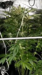 Floraison  44 (16)