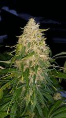 Floraison  63 (16)
