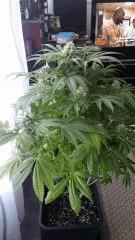 Floraison  52 (5)