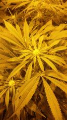Floraison  30 (8)