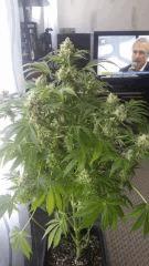 Floraison  56 (15)