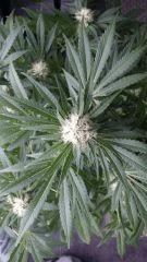 Floraison  39 (9)
