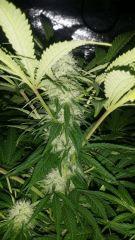 Floraison  41 (7)