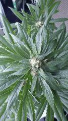 Floraison  46 (1)