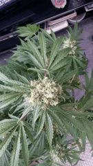 Floraison  55 (14)