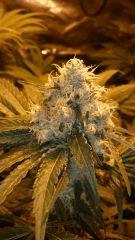 Floraison  49 (8)